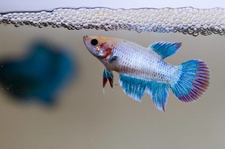 Siamese-fighting-fish-female-guarding-newly-laid-eggs-with-bubble-nest_mnoor_Shutterstock